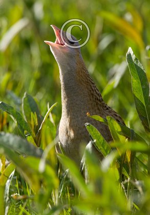 Corncrake DM0853